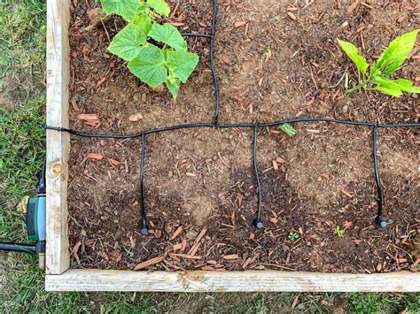 So installieren Sie ein Tropfbewässerungssystem in Ihrem Garten